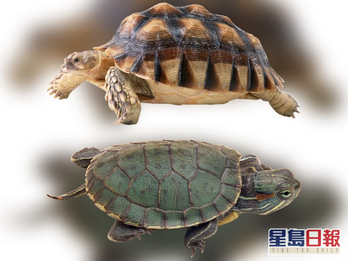 有報道指,相較於穿山甲,龜類在市場或更受歡迎。網圖