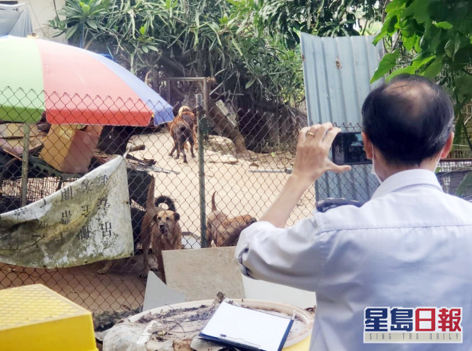 幾隻狗被鐵鏈鎖著,但可以自由走動。