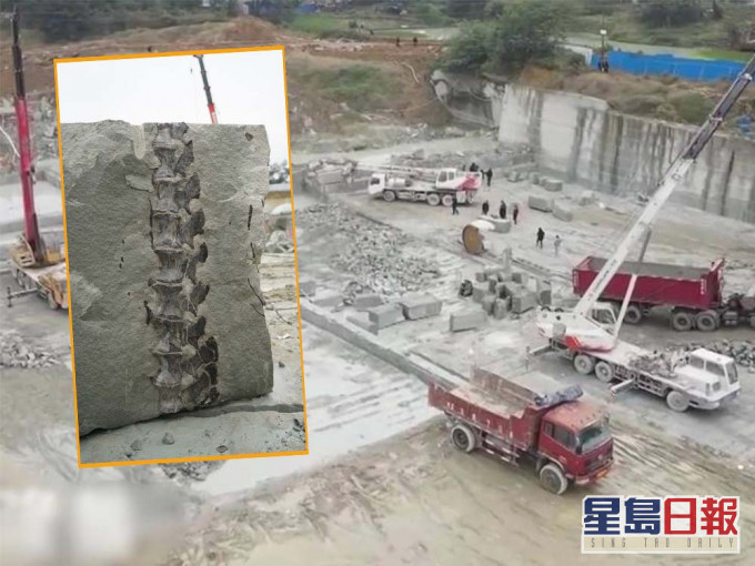 恐龍化石在四川一處道路地盤被發現。互聯網圖片