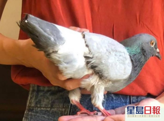 「香港救援鳩鴿及雀鳥」FB圖片
