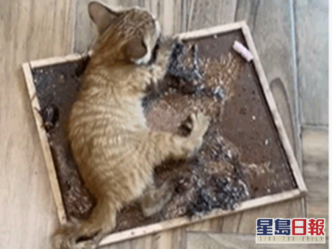 流浪貓被被黏住不斷哀嚎。fb仁武人大小事