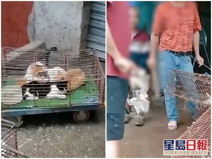 广西省柳州市某市场出现「杀猫街」。网图