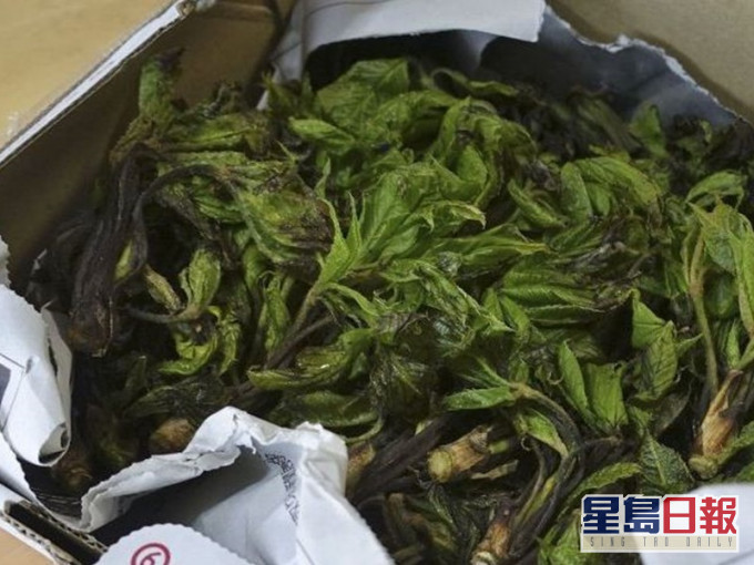 有野菜「漉油菜」验出放射性物质超标。网图
