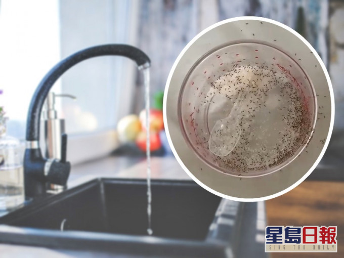 网民惊见砂糖盒爬满蚂蚁。