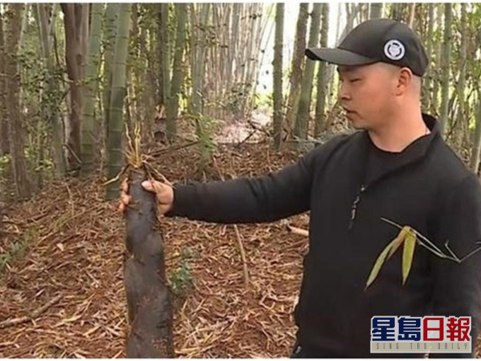 张男被破坏的楠竹竹笋,经济价值超过万元。网图