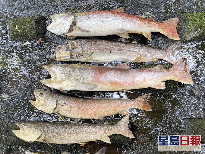 當地有大量魚類死亡,造成嚴重經濟損失。互聯網