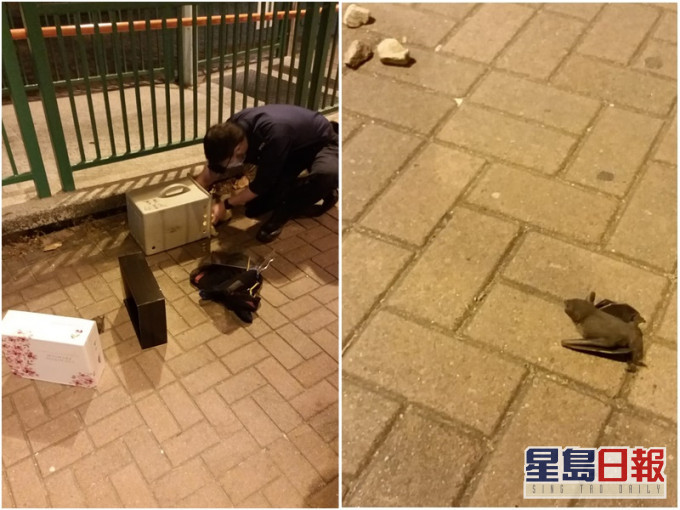 愛協人員到場處理蝙蝠。市民提供照片