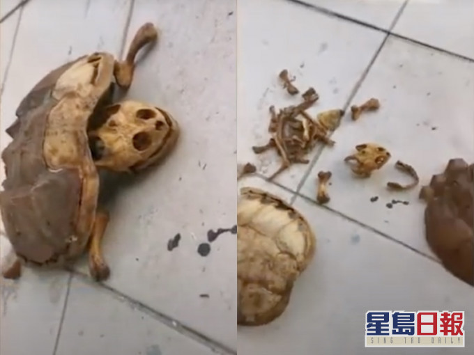 林同學飼養寵物龜已經乾死。網圖