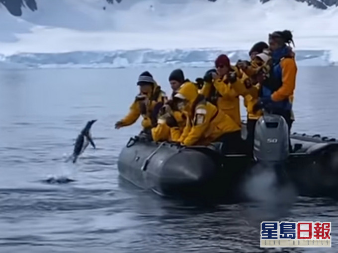 南极企鹅为躲避虎鲸捕猎，一跃而起跳上游客橡皮艇。(网图)