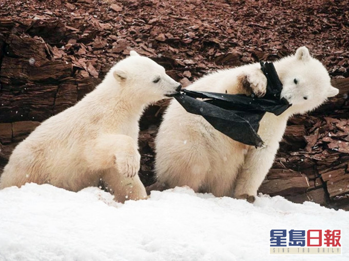 瑞典一名北極探險領隊目睹兩隻小北極熊爭食垃圾膠袋。網圖