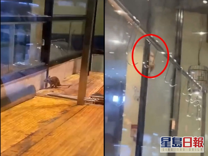 牛肉火锅店现老鼠。网图
