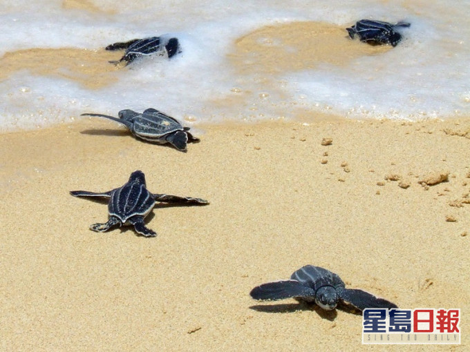 棱皮龜。網圖