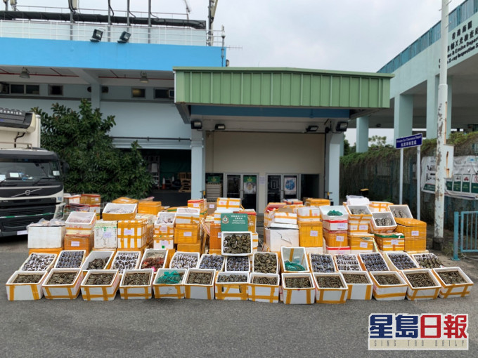 案中搜獲大閘蟹以數量及重量計算,是有記錄以來最大宗案件。新聞處圖片