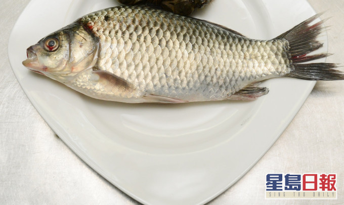 鯽魚。資料圖片