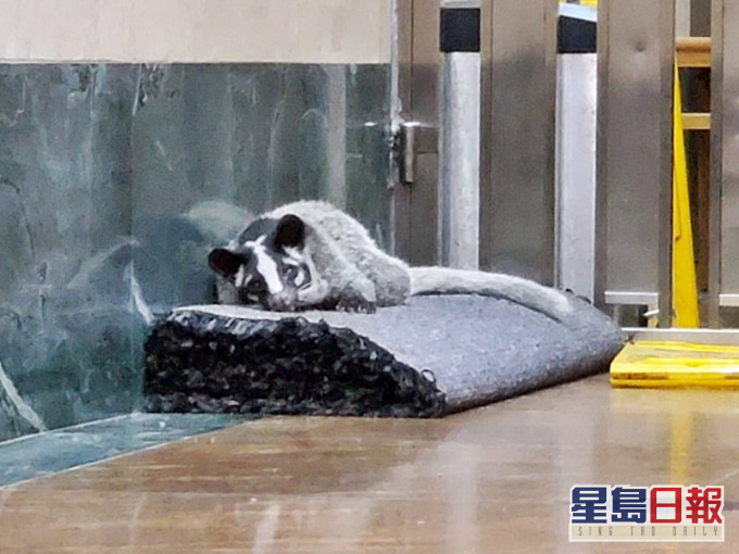 果子狸伏在一地氈上休息。