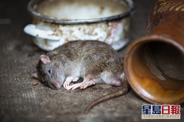 疫情來臨導致餓暈老鼠。網圖