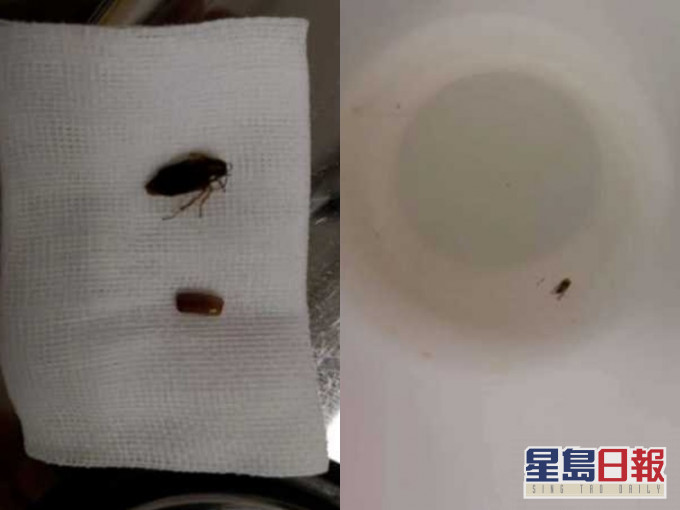 被夾出的蟑螂及卵。網圖
