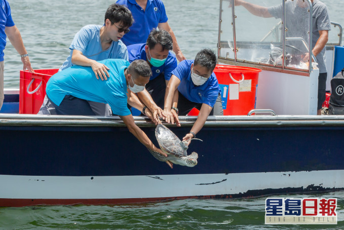 7隻綠海龜放生。海洋公園圖片