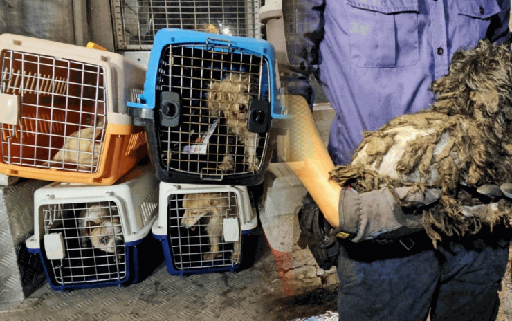 廟街糧油雜貨倉變動物煉獄 父子涉虐畜被捕 逾40貓狗被困衛生情況惡劣