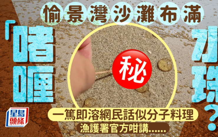 愉景灣沙灘布滿啫喱水珠？ 網民：激似分子料理 漁護署咁講｜Juicy叮