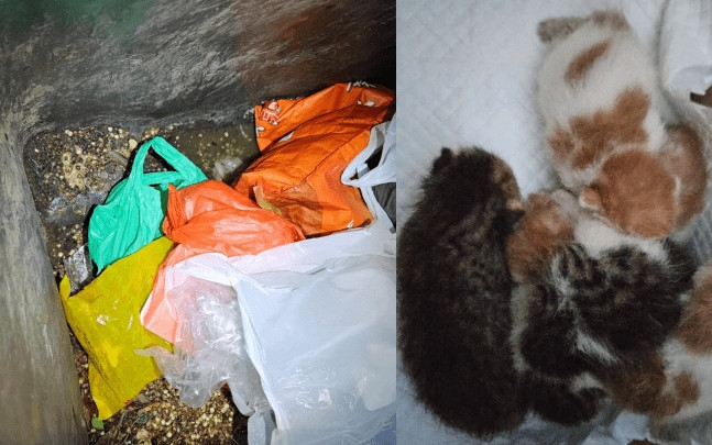 粉錦公路垃圾桶內傳淒厲叫聲 5初生貓隻連同廚餘被棄綁死結膠袋內