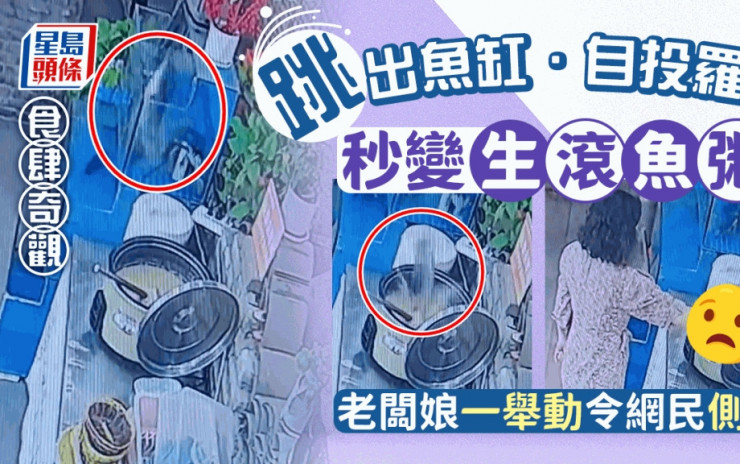 自殺式躍出魚缸 秒變生滾魚粥 網民看傻眼：趕去投胎｜Juicy叮