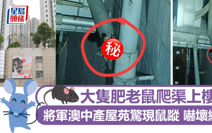 大隻肥老鼠爬渠上樓 將軍澳中產屋苑驚現鼠蹤 網民：廿幾樓都見過｜Juicy叮