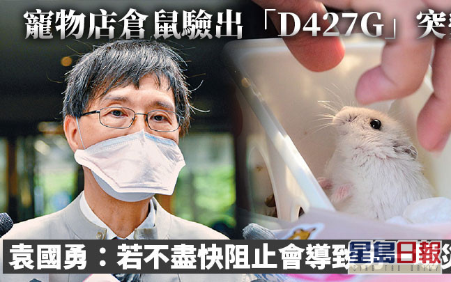 第5波疫情｜寵物店倉鼠驗出「D427G」突變 袁國勇：若不盡快阻止會導致另一場災難