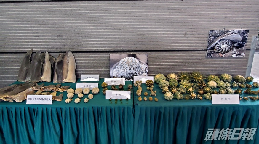 海關破獲歷來最大宗走私案件,於龍鼓灘一個貨倉起出市值2.1億元走私物品。