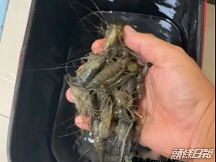 男子往河倒農藥毒魚蝦被刑拘,稱想撈上來自己吃。