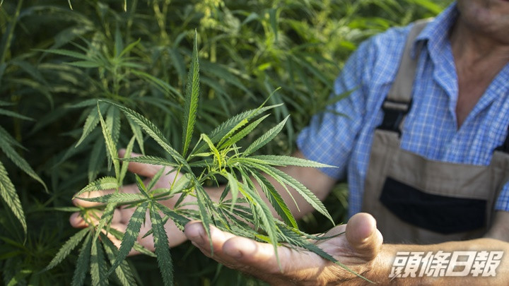 加拿大成立專家委員會，檢視大麻合法4年帶來的影響。iStock示意圖