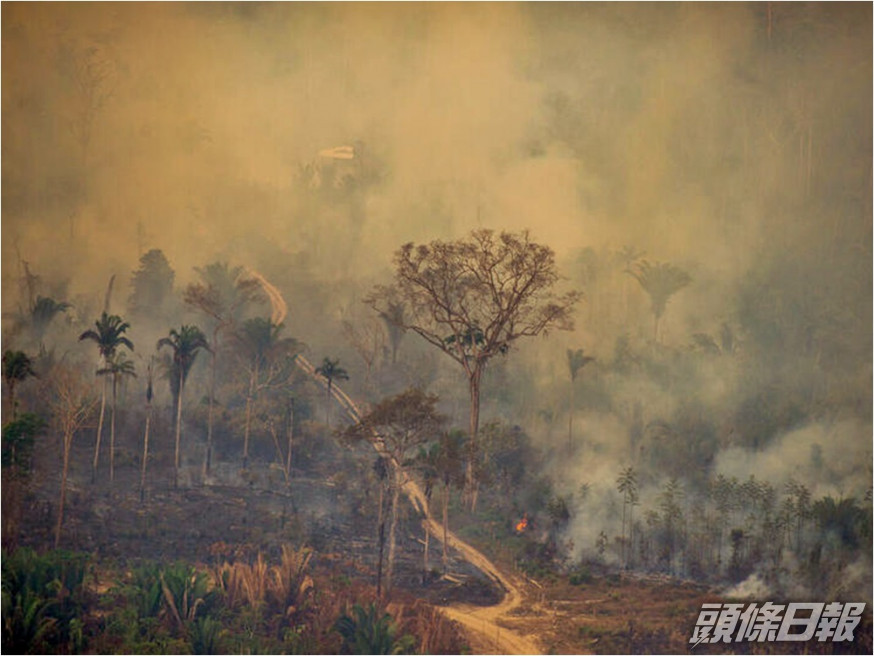 巴西亞馬遜雨林砍伐12年來最嚴重。Greenpeace圖片
