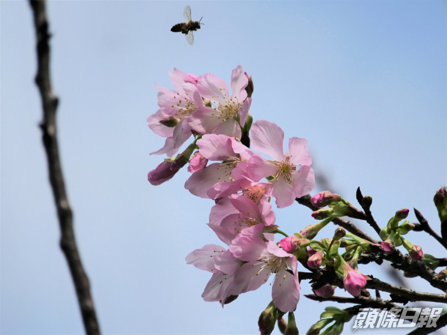 香港單車館公園內的鐘花櫻桃。