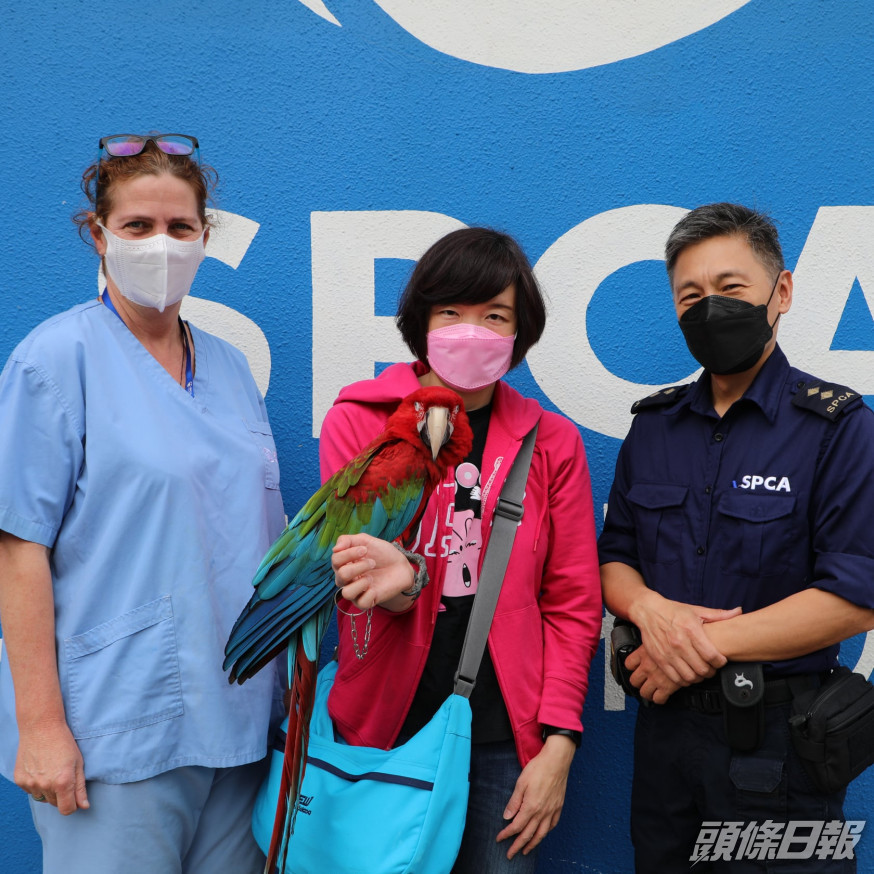 金鋼鸚鵡與主人重聚。愛協FB圖片
