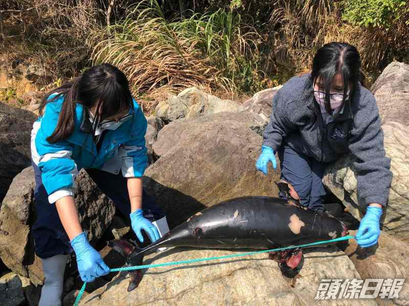 西貢相思灣發現年幼江豚擱淺本年度第3宗 頭條日報