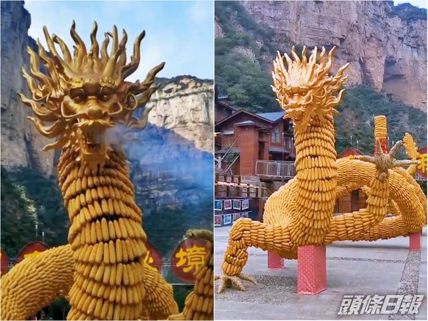 河南某景區以約6萬條粟米堆砌出一條長約69米的「粟米金龍」。影片截圖
