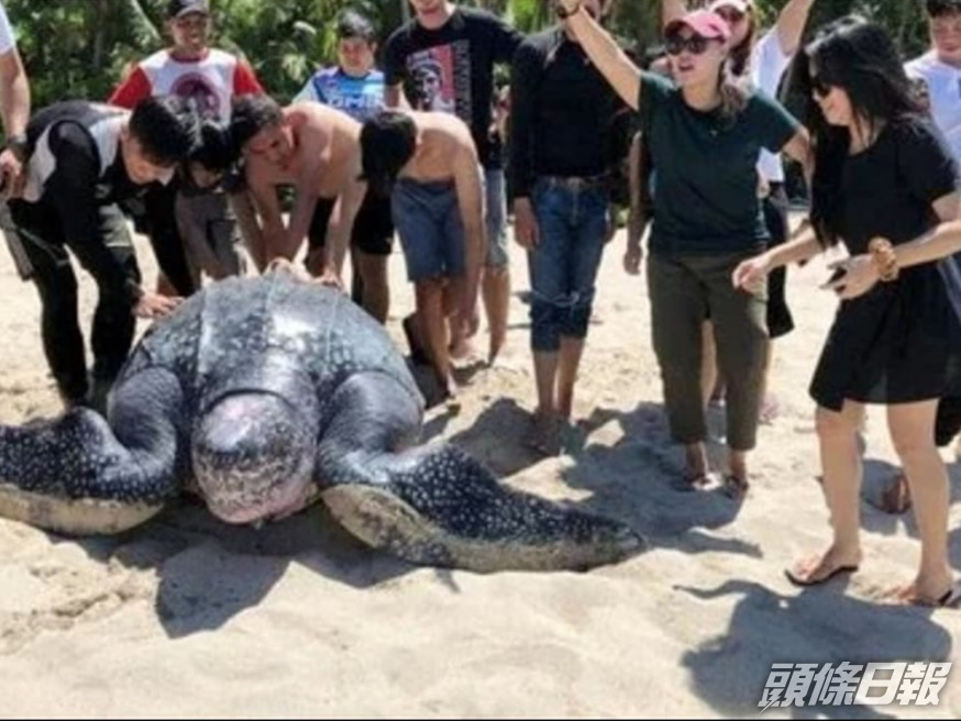 印尼中部的米納哈薩縣的海灘日前有隻巨型海龜擱淺。短片截圖