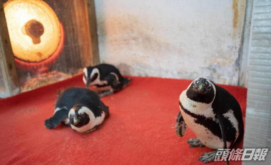 四川成都動物園內企鵝難抵寒流圍爐取暖。網上圖片