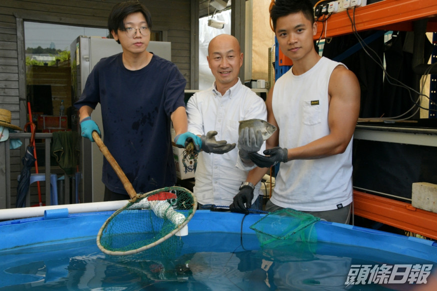 現時在河上鄉一個魚塘內,設有十個養殖池,每個直徑兩米,在池內養殖小龍蝦。