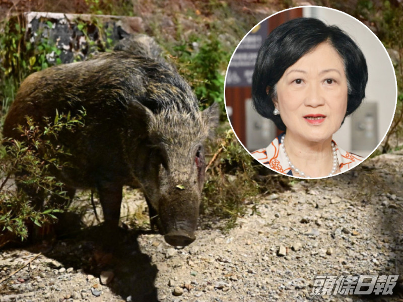 葉劉淑儀支持政府捕滅野豬。資料圖片