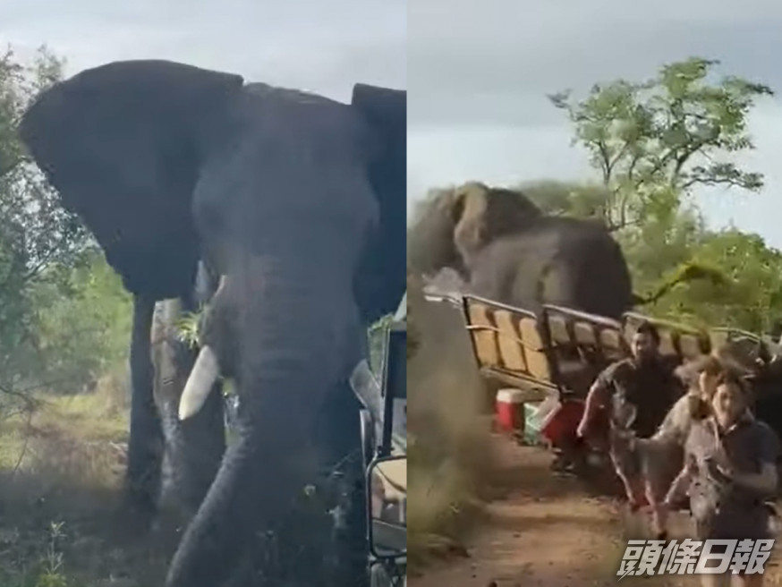 南非一頭雄性大象猛撞觀光車，車上的遊客慌忙逃生。（片段截圖）