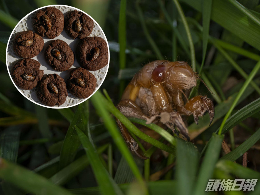 美國百億「周期蟬」出土,興起食蟬風潮。AP圖片