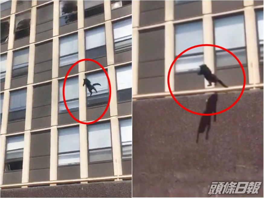 貓貓由五樓跳落街都沒有問題。影片截圖