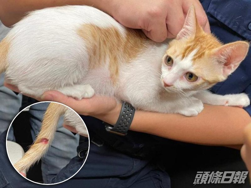 被虐貓隻尾巴有一個兩厘米的傷口。