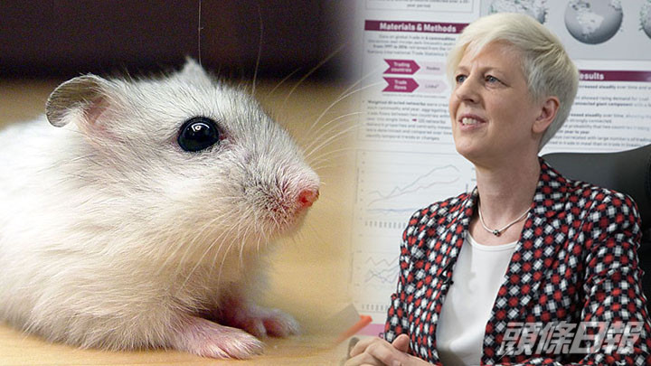 Vanessa Barrs指毋須對在12月22日前所購買的倉鼠安樂死。