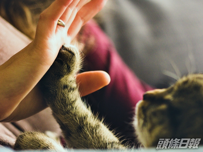 有港女的愛貓慘被奶奶故意「放生」至後山,目的竟是為了「有孫抱」。unsplash圖片