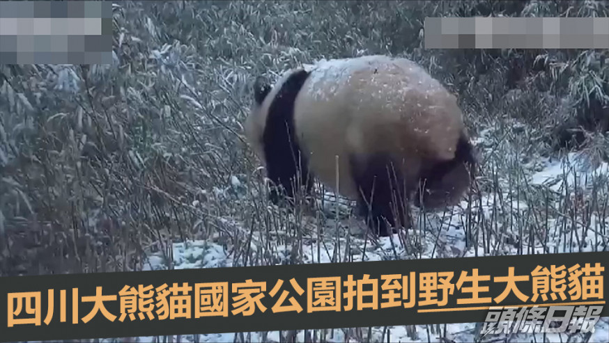 大熊貓國家公園發現野生大熊貓母子的活動蹤跡。互聯網圖片