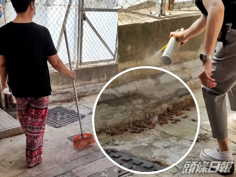 赤柱大街日前出現「曱甴兵團」,有人出動殺蟲水及掃把將牠們消滅。影片截圖