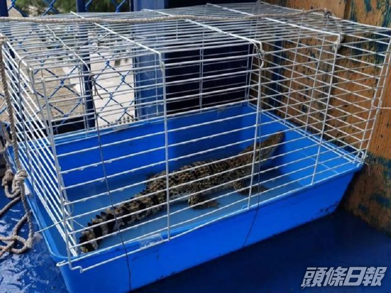 山東濟南屋苑後院出現鱷魚。網上圖片