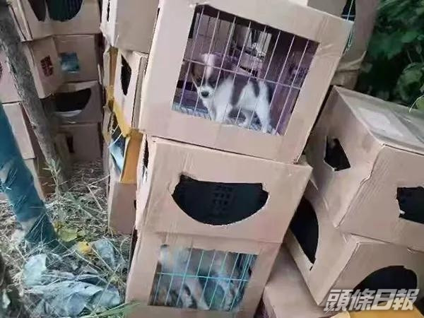 71隻貓、36隻狗被放盲盒遺棄路邊。